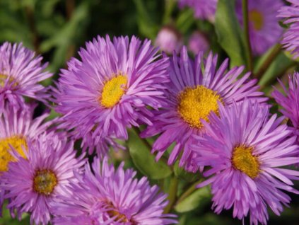 Turan ‘Rosa Triumph’ - Erigeron ‘Rosa Triumph’