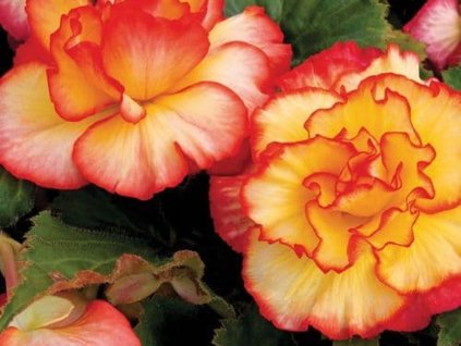 Begonie 'Bicolor Picotee' Red & Yellow