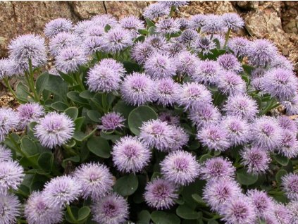 Koulenka šedavá - Globularia incanescens