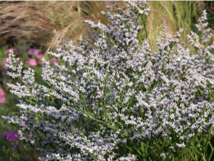 Statice tatarská - Goniolimon tataricum