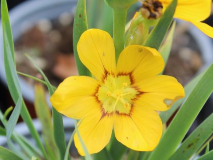 Badil velkoplodý - Sisyrinchium macrocarpum