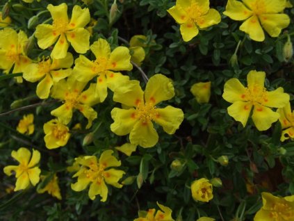 Devaterník půlměsíčitý - Helianthemum lunulatum