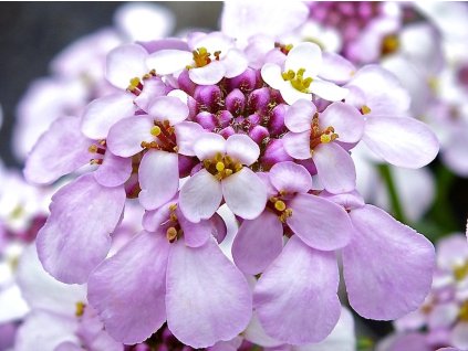 Iberka vždyzelená 'Pink Ice' - Iberis sempervirens 'Pink Ice'