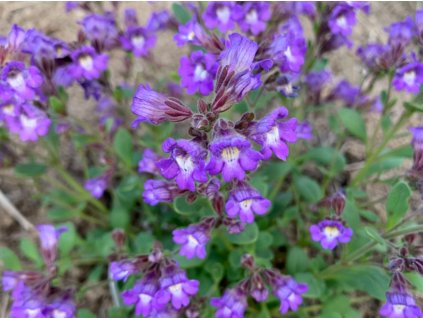 Hledíček dobromyslolistý - Chaenorhinum origanifolium