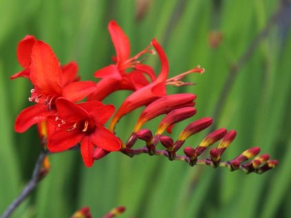 Montbrécie 'Lucifer'