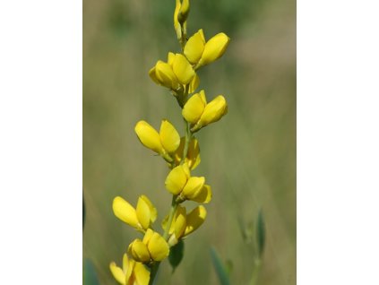 Baptisie sphaerocarpa - Baptisia sphaerocarpa