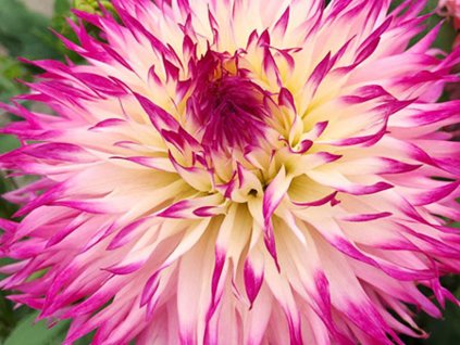 Jiřina 'Pinelands Princess'