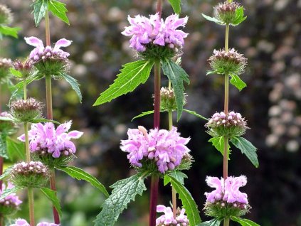 Sápa hlíznatá - Phlomis tuberosa