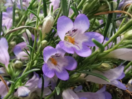 Dračík crandallův subsp. glabrescens - Penstemon crandallii subsp. glabrescens