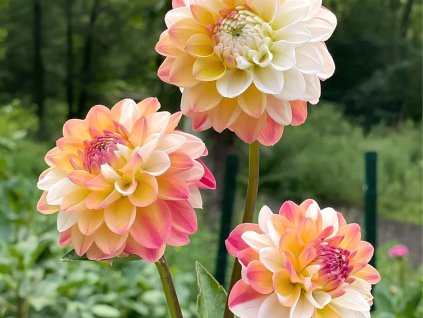 Jiřina 'Double Jill'