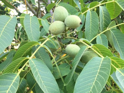 Ořešák královský 'Tulare'