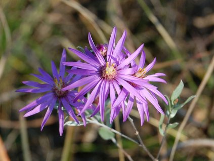 Hvězdnice sericeus - Aster sericeus