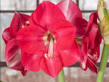 Amarylis 'Candy Cream'