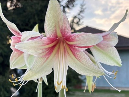 Amarylis 'Dance Valley'