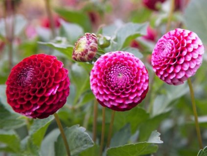 Jiřina 'Chick A Dee US'