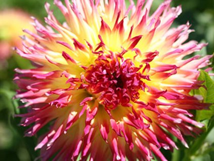 Jiřina 'Lindsay Michelle'