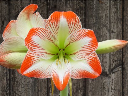 Amarylis 'Tropical Sensation'