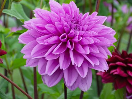 Jiřina 'Lilac Time'