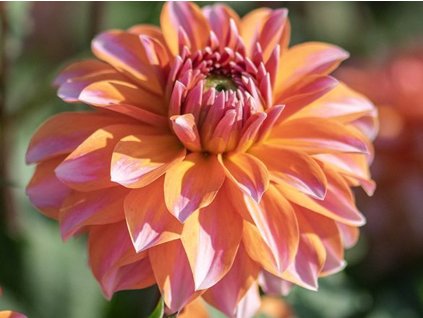 Jiřina 'Peaches and Vanilla'