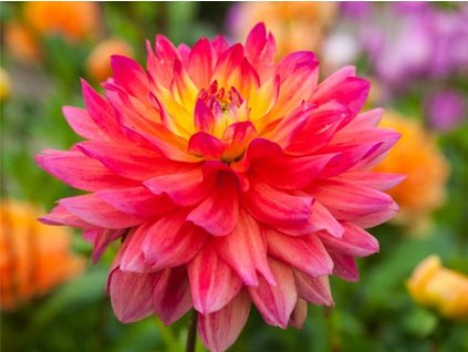 Jiřina 'Rainbow Silence'