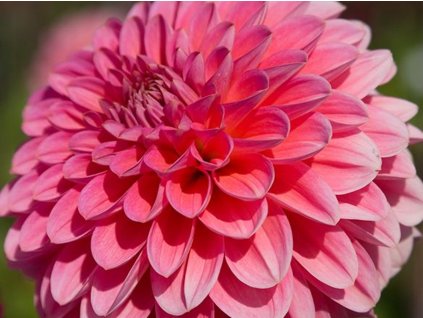 Jiřina 'Pink Runner'