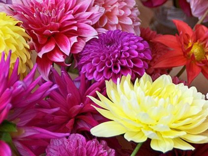 Jiřina 'Surprise Mix'