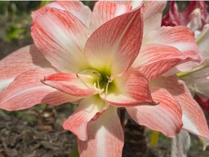 Amarylis 'Giant Amadeus'