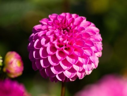 Jiřina 'Jan Van Schaffelaar'