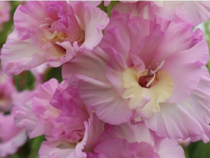 Mečík 'Magenta Princess'