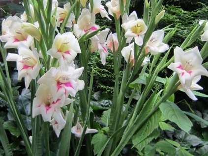 Mečík drobnokvětý 'Carine'