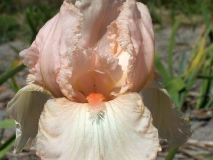 Kosatec německý 'Flirtatious'