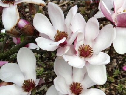 Šácholán obnažený 'Purpurascens'