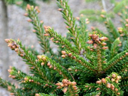 Smrk východní 'Eddie Rezek'