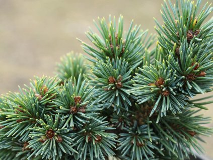 Smrk Engelmannův 'Low Blow'