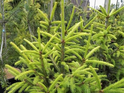 Smrk ztepilý 'Gold Strike'