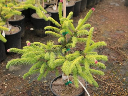 Smrk ztepilý 'Dandylion'