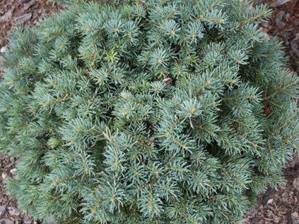 Jedle ojíněná 'Pygmaea'