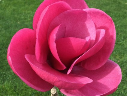 Magnolie 'Watermelon' PBR