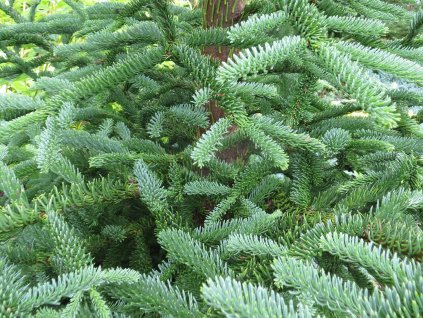 Jedle vznešená 'Rat Tail'