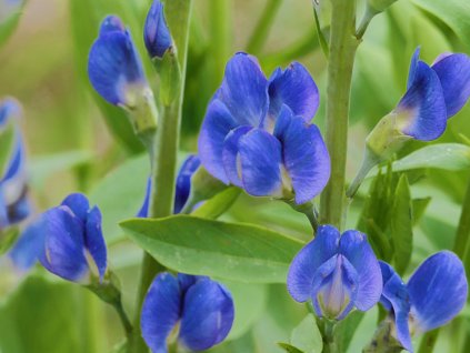 Baptisie jižní 'Bright Blue' - Baptisia australis 'Bright Blue'
