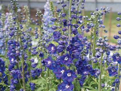 Ostrožka 'Delphinity F1 Blue' - Delphinium × cultorum 'Delphinity F1 Blue'