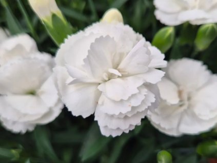 Hvozdík karafiát ‘White Summer’ - Dianthus caryophyllus ‘White Summer’