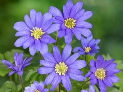Sasanka rozkošná 'Blue Shades' - Anemone blanda 'Blue Shades'