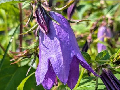 Zvonek hybrid 'Sarastro' - Campanula hybrid 'Sarastro'