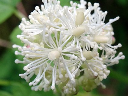 Samorostlík klasnatý - Actaea spicata