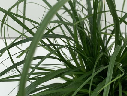 Ostřice ošímenská 'Evergreen' - Carex oshimensis 'Evergreen'