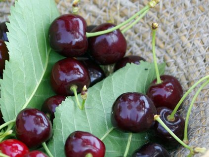 Třešeň 'Rychlice německá'