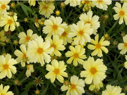 Krásnoočko 'Full Moon' - Coreopsis 'Full Moon'