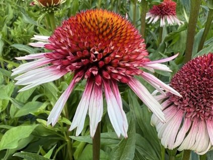 Třapatka 'Strawberry and Cream' - Echinacea 'Strawberry and Cream'