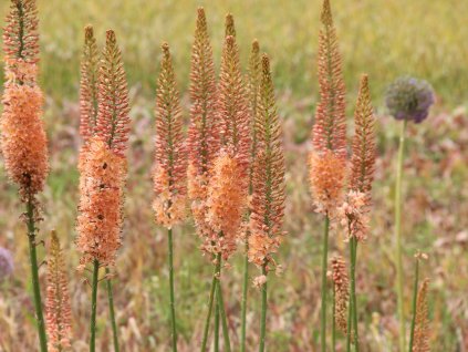 Liliochvostec 'Cleopatra' - Eremurus isabellinus 'Cleopatra'